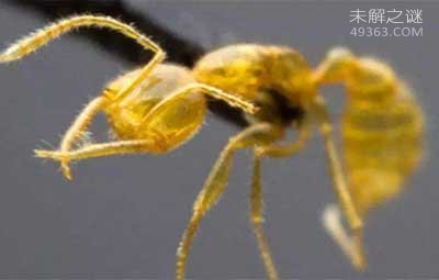 '科学家发现通体金黄蚁类命名“火星蚂蚁”'