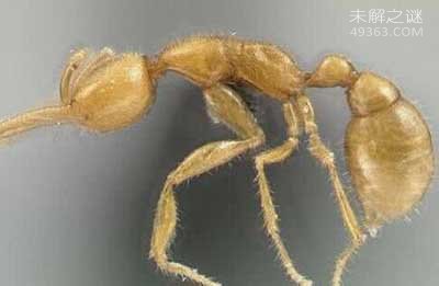 '科学家发现通体金黄蚁类命名“火星蚂蚁”'